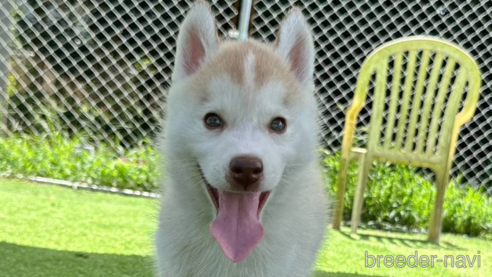 成約済の茨城県のシベリアンハスキー-333725の1枚目