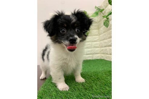 成約済の岡山県のミックス犬-331879の6枚目