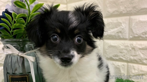 成約済の岡山県のミックス犬-331879の5枚目