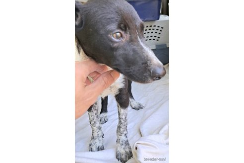 成約済の千葉県のミックス犬-333736の6枚目
