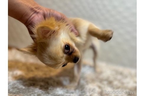 成約済の福岡県のチワワ(ロングコート)-333706の3枚目