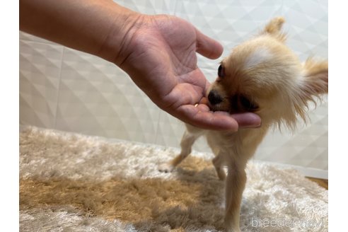 成約済の福岡県のチワワ(ロングコート)-333706の5枚目