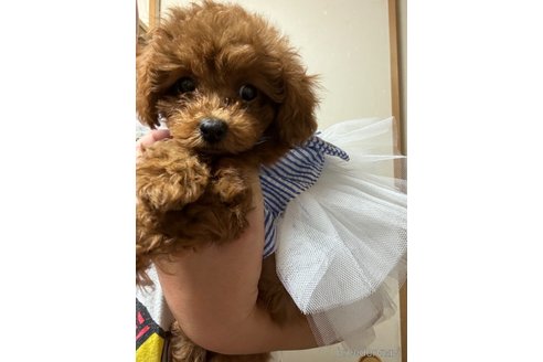 成約済の埼玉県のタイニープードル-333168の1枚目