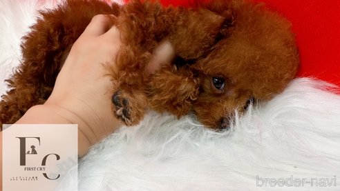 成約済の栃木県のタイニープードル-330233の2枚目