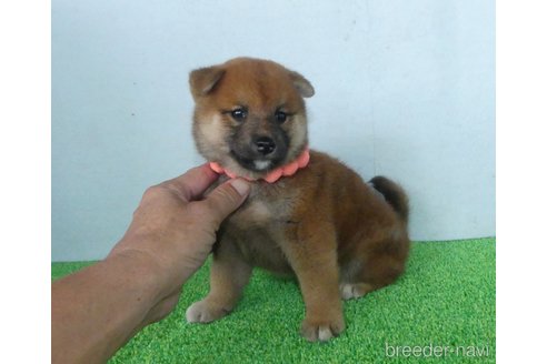 成約済の静岡県の柴犬-333281の4枚目