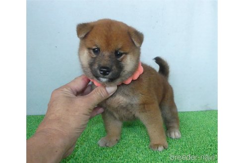 成約済の静岡県の柴犬-333281の2枚目