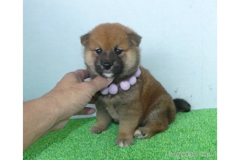 成約済のの柴犬-333275