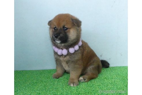 成約済の静岡県の柴犬-333275の5枚目