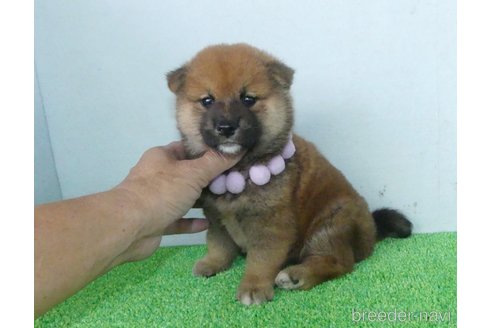 成約済の静岡県の柴犬-333275の4枚目