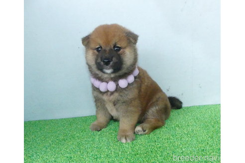成約済の静岡県の柴犬-333275の3枚目