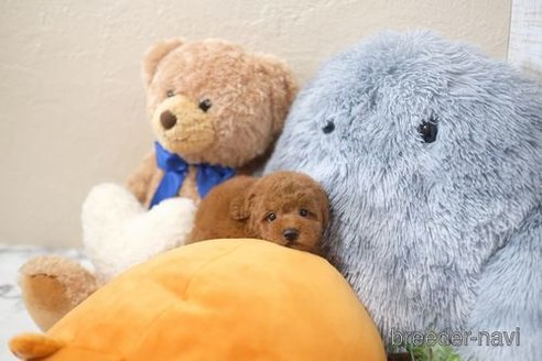 成約済の滋賀県のトイプードル-333804の2枚目