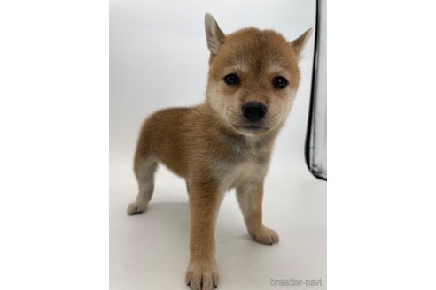 成約済の千葉県の柴犬-333816の15枚目