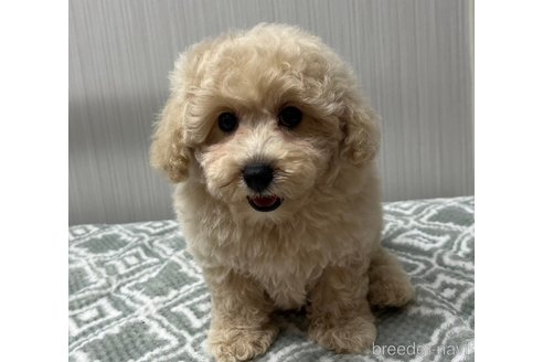 成約済の東京都のタイニープードル-333817の4枚目