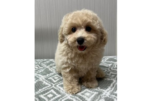 成約済の東京都のタイニープードル-333817の2枚目
