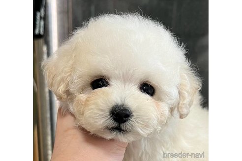 成約済の岡山県のティーカッププードル-333821の5枚目