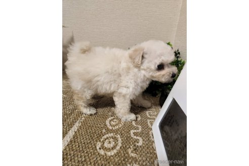 成約済の岡山県のティーカッププードル-333821の7枚目