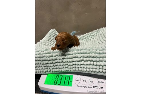 成約済の沖縄県のトイプードル-333848の3枚目