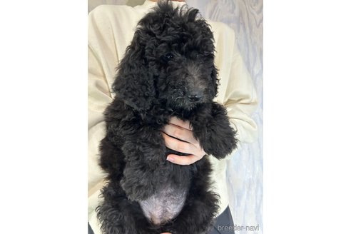 成約済の岐阜県のスタンダードプードル-333851の2枚目