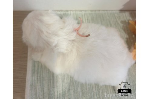 成約済の愛媛県のペキニーズ-329334の5枚目