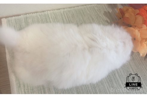 成約済の愛媛県のペキニーズ-329336の5枚目