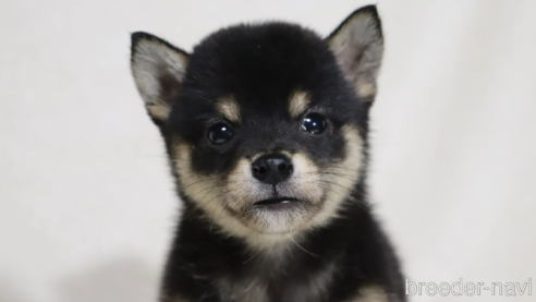 成約済の滋賀県の柴犬-326394