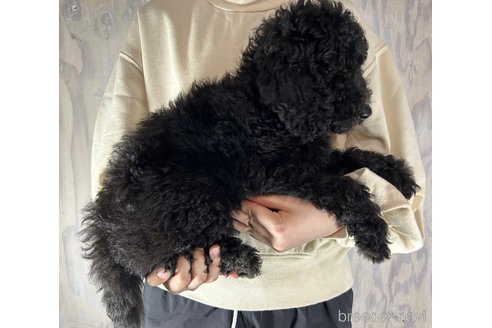 成約済の岐阜県のスタンダードプードル-333862の2枚目