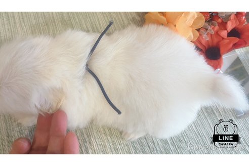 成約済の愛媛県のペキニーズ-329327の4枚目