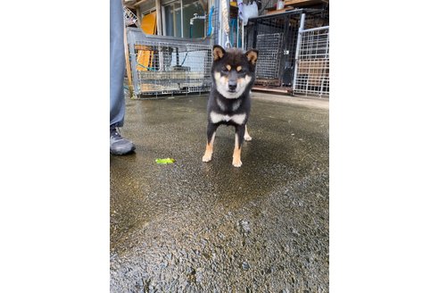 シンくん1枚目