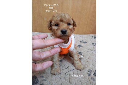 成約済の大阪府のタイニープードル-327026の6枚目