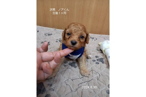 成約済の大阪府のタイニープードル-327031の2枚目