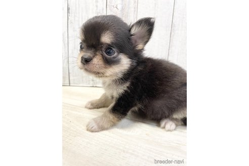 成約済の愛知県のチワワ(ロングコート)-333870の2枚目
