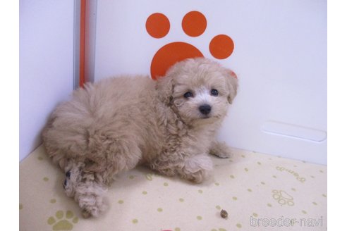 成約済の鳥取県のタイニープードル-333881の3枚目