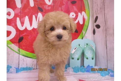 成約済の鳥取県のタイニープードル-333881の4枚目