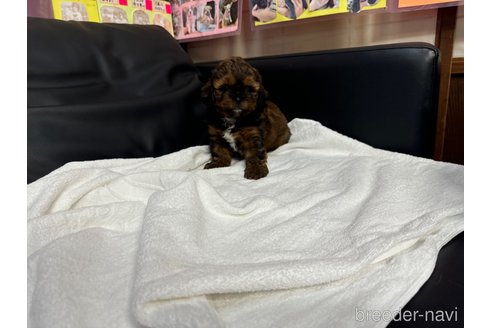 成約済の岐阜県のミックス犬-326849の11枚目