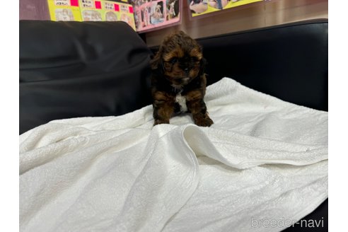 成約済の岐阜県のミックス犬-326849の12枚目