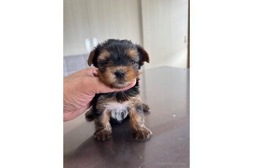 成約済の静岡県のヨークシャーテリア-333885の5枚目