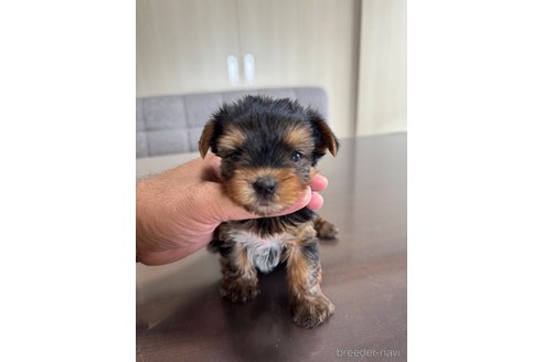 成約済の静岡県のヨークシャーテリア-333885の6枚目