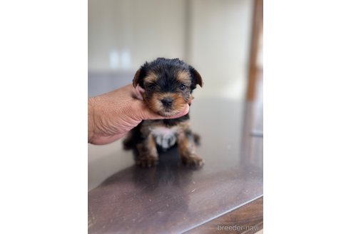 成約済の静岡県のヨークシャーテリア-333885の7枚目