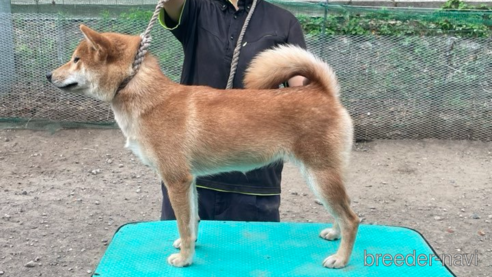 辛子号　遠州広瀬荘ちゃん1枚目