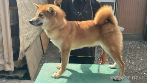 広瀬の義名 遠州広瀬荘ちゃん1枚目