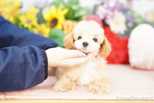 成約済の埼玉県のマルプー:マルチーズ×トイプードル-333903の4枚目