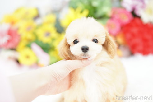 成約済の埼玉県のマルプー:マルチーズ×トイプードル-333903の3枚目