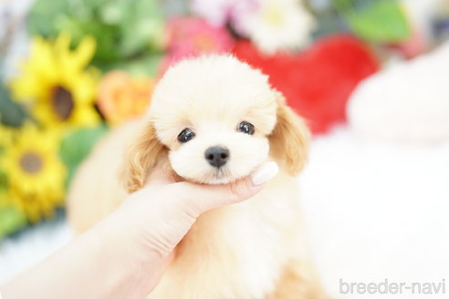 成約済の埼玉県のマルプー:マルチーズ×トイプードル-333903の2枚目