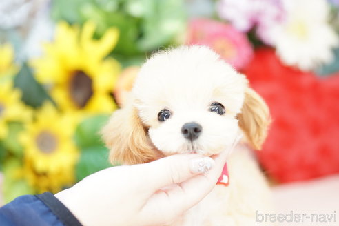 成約済の埼玉県のマルプー:マルチーズ×トイプードル-333903の1枚目