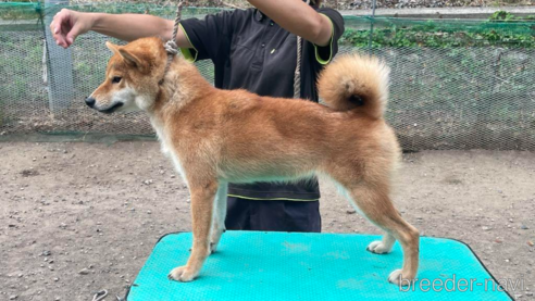広瀬の莉子号　遠州広瀬荘ちゃん1枚目