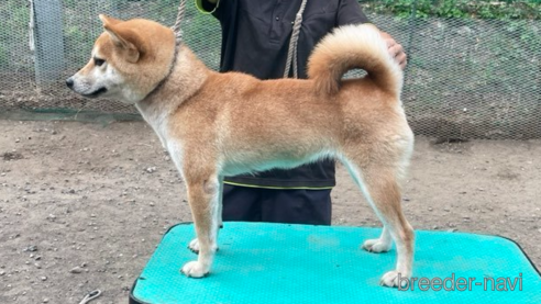 広瀬の寿々号　遠州広瀬荘ちゃん1枚目