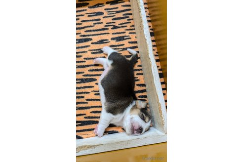 成約済の熊本県のビーグル-331294の8枚目