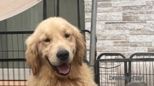 フランくん1枚目