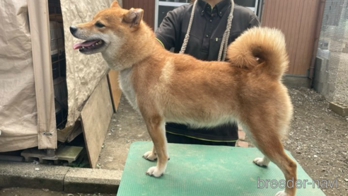 広瀬の莉那号　遠州広瀬荘ちゃん1枚目