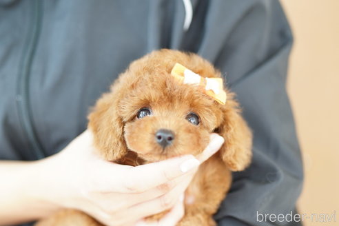 成約済の埼玉県のトイプードル-333930の5枚目